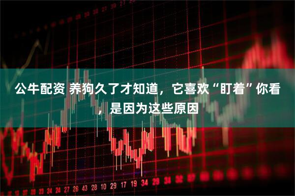 公牛配资 养狗久了才知道，它喜欢“盯着”你看，是因为这些原因